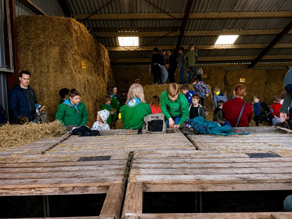 Schaap 7