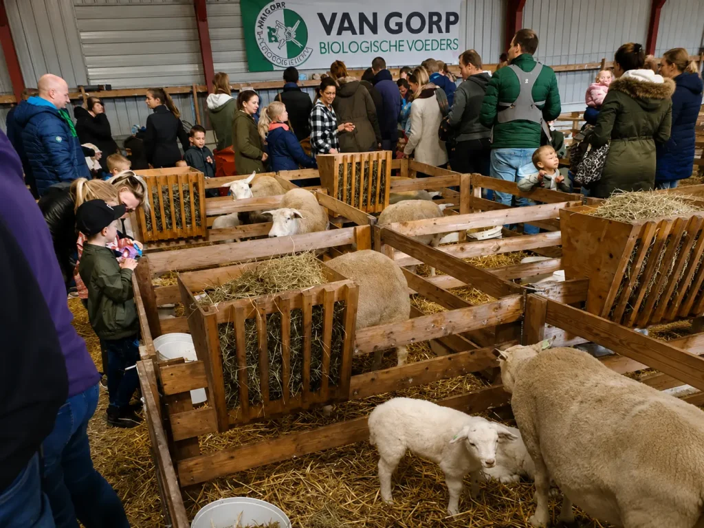 Schaap 8