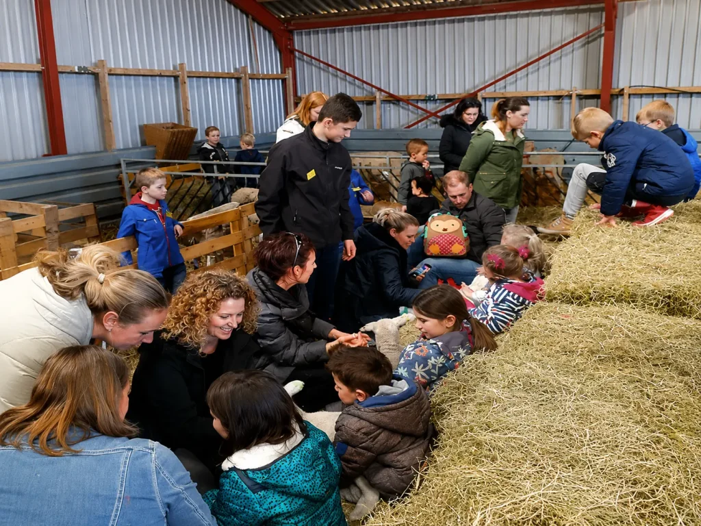 Schaap 5